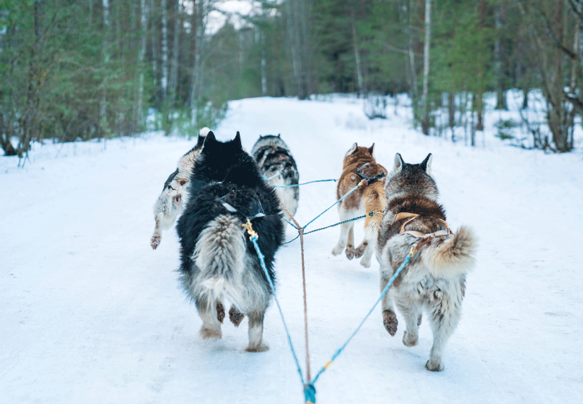 Balade en chien de traineau 