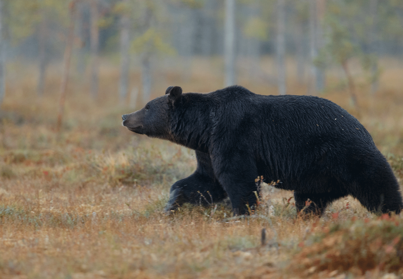 Observation de l'ours 
